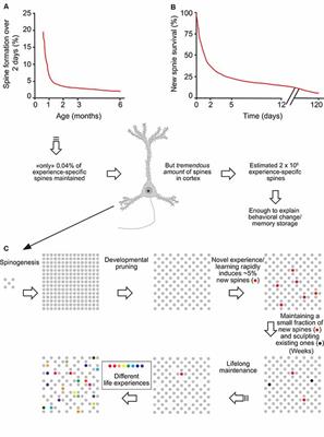 Dendritic Spine Plasticity: Function and Mechanisms